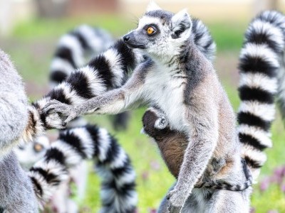 Gyűrűsfarkú makik születtek