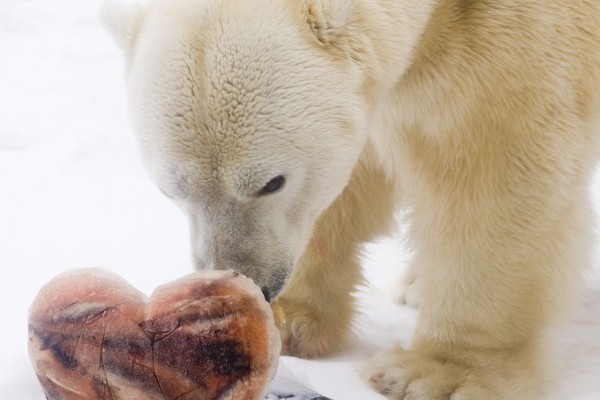 Valentin napi kedvezményes belépés