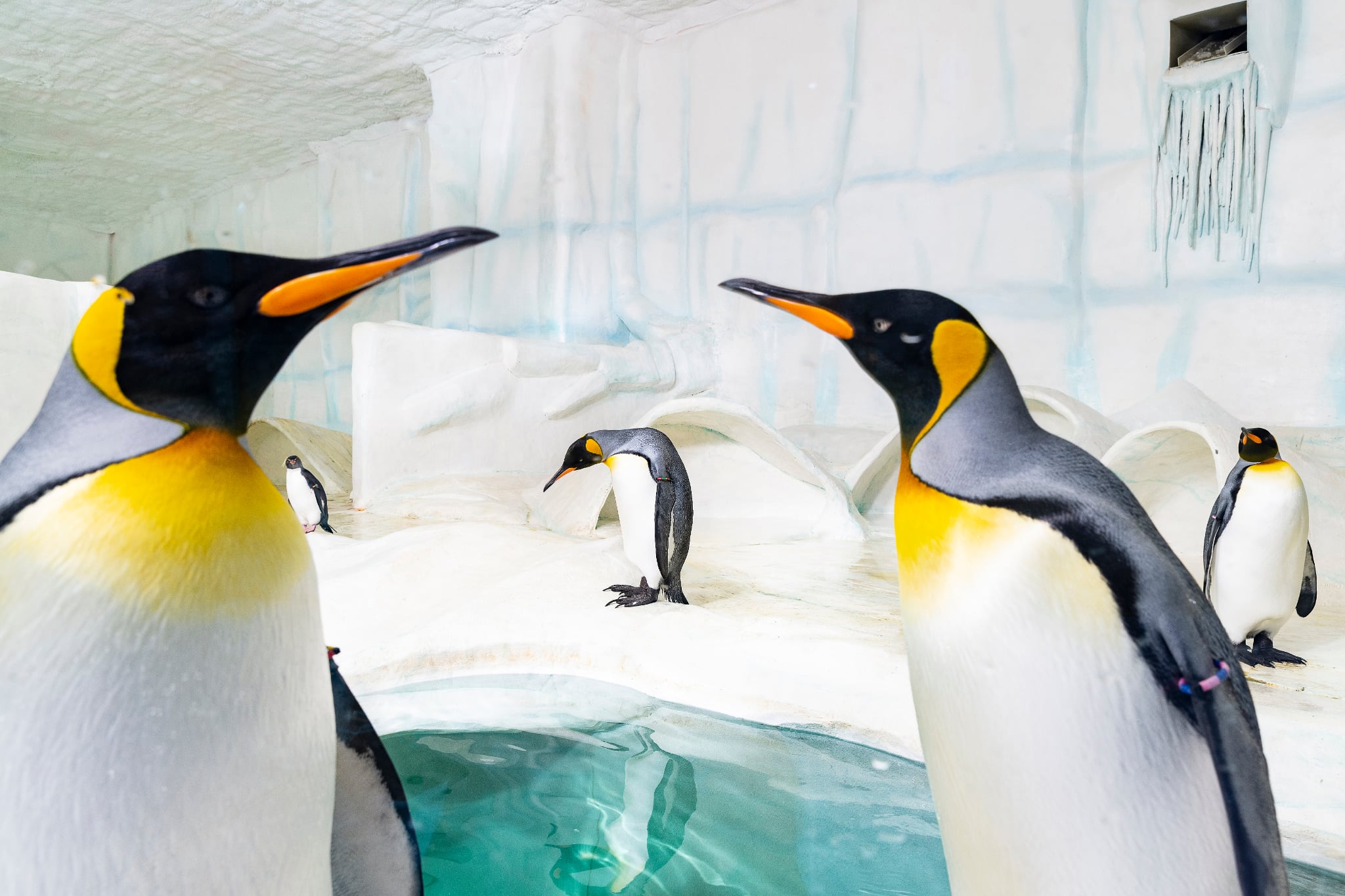 Bővült a királypingvin kolónia cikk kiemelő képe