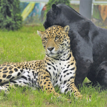 Jaguár
